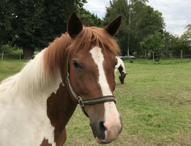 Ein Pferd schaut in die Kamera. Zusammen mit einem anderen Pferd steht es auf einer Wiese.